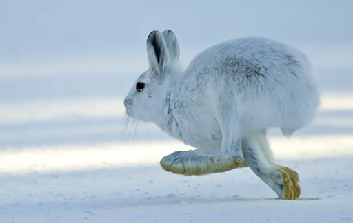 Data Wrangling and Visualization with Snowshoe Hares/Principal Components Analysis (PCA)